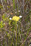 Low pinebarren milkwort